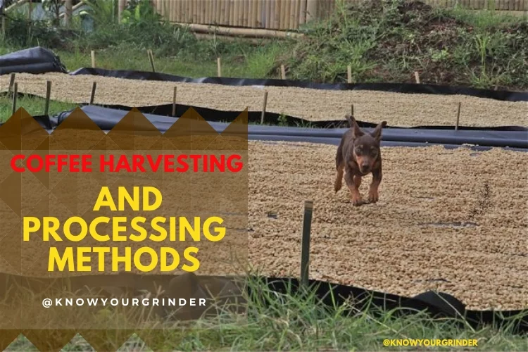 Coffee Harvesting and Processing Methods