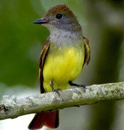 Mexican Great-crested-flycatcher